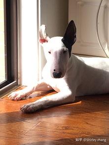 牛头梗视频,视频中的可爱瞬间集锦