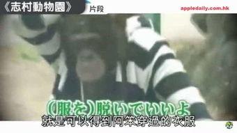 把衣服都脱了视频大全,揭秘“把衣服都脱了”视频大全的惊悚与刺激