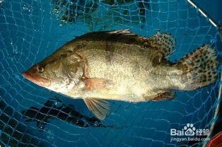 鳜鱼养殖爆料视频,从爆料视频中看养殖全过程