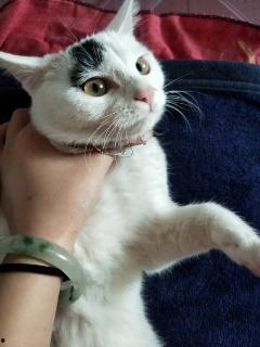 猫的视频播放,跟随猫咪视频的节奏舞动