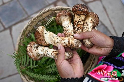采摘松茸视频,大自然的馈赠与收获