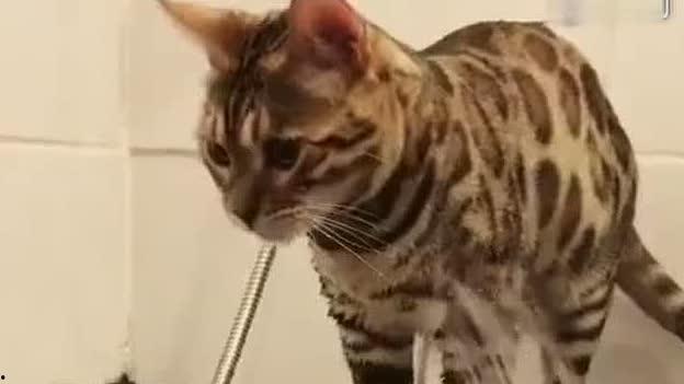 猫洗澡视频,萌态百出，温馨瞬间大公开